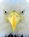 BoroNative's Avatar