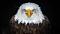 EaglesFlyFBS's Avatar